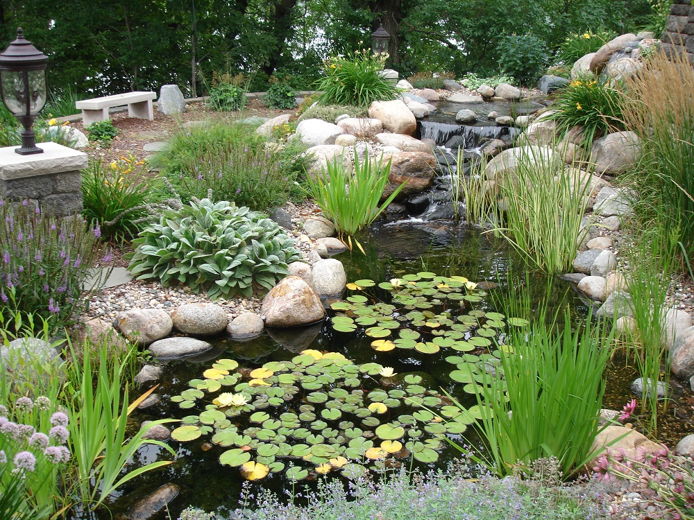 Aquatic Gardens & Landscaping : : Water